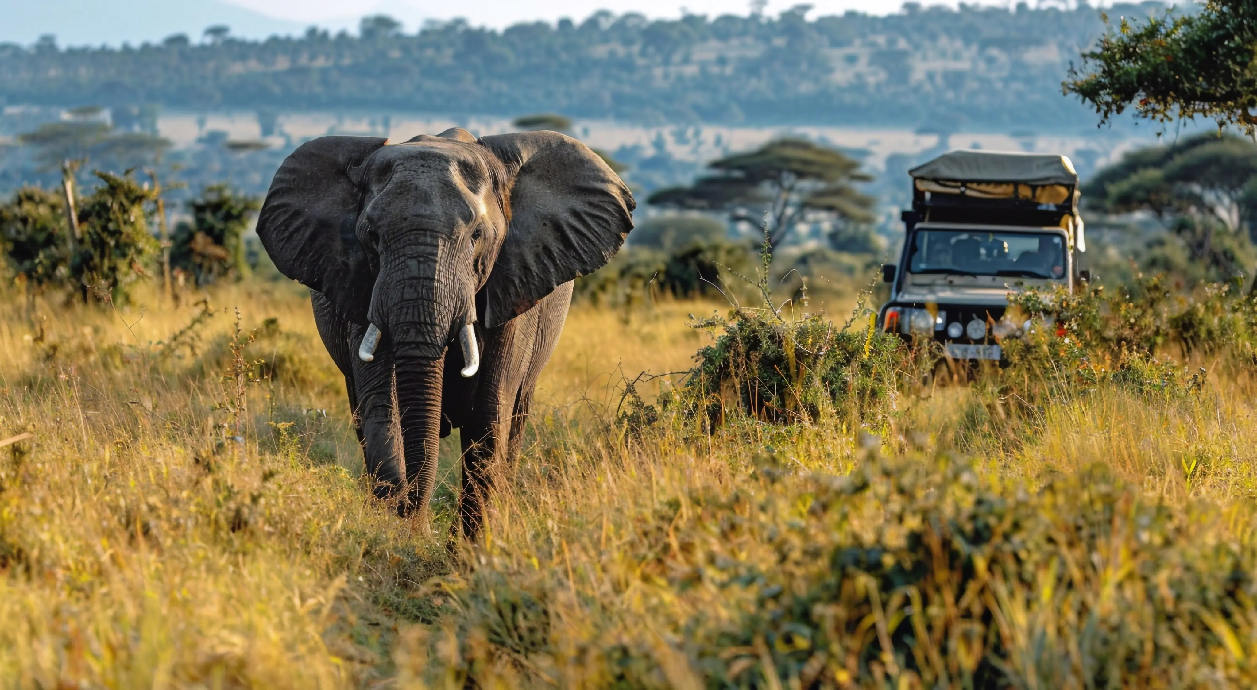 Safari wildlife